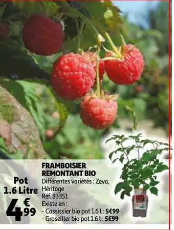 Auchan Framboisier Remontant Bio offre