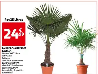 Palmier Chamaerops Excelsa