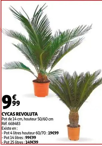 Auchan Cycas Revoluta offre
