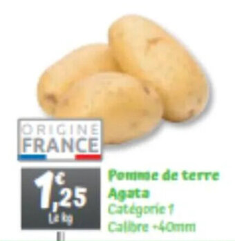 Pomme de terre Agata
