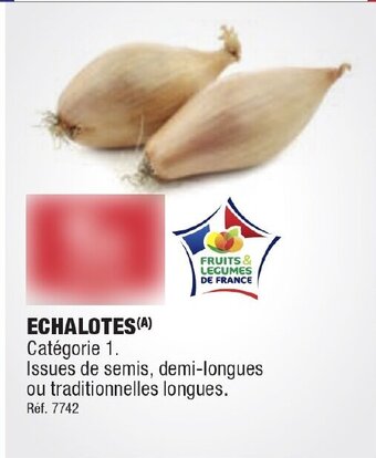 ECHALOTES (A)