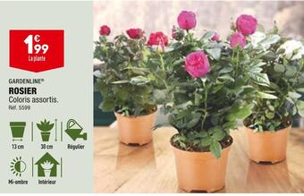 ALDI Gardenline rosier offre