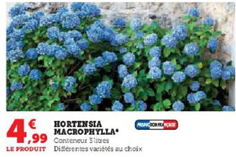 Hyper U HORTENSIA MACROPHYLLA offre