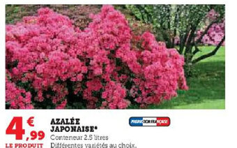 AZALÉE JAPONAISE