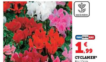 CYCLAMEN