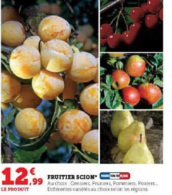 FRUITIER SCION