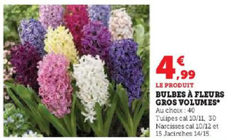 Hyper U BULBES À FLEURS GROS VOLUMES offre