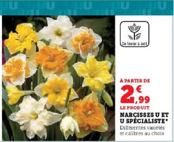 NARCISSES U ET U SPÉCIALIST