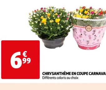 CHRYSANTHÈME EN COUPE CARNAVAL