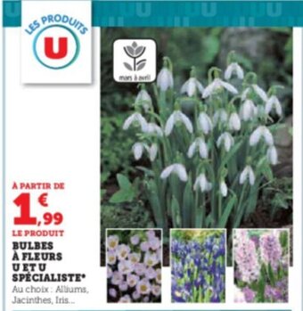 Super U BULBES À FLEURS UETU SPECIALISTE offre