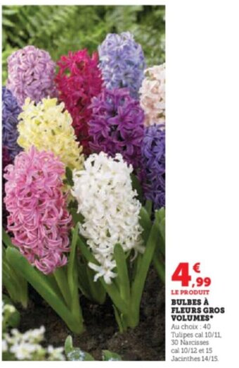 Super U BULBES À FLEURS GROS VOLUMES offre