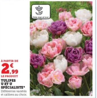 TULIPES U ET U SPÉCIALISTE