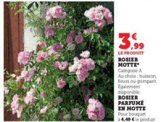 Super U ROSIER PARFUMÉ EN MOTTE offre