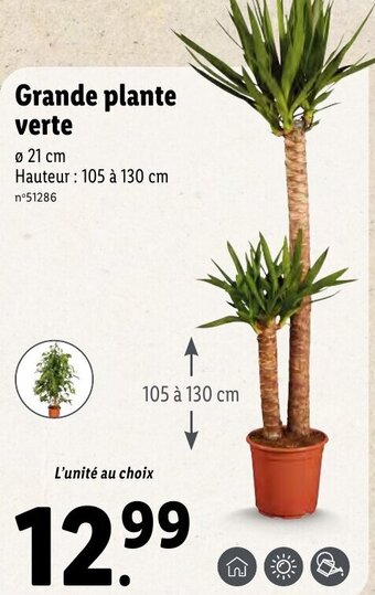 Lidl Grande plante verte offre