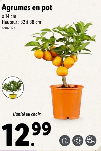 Lidl Agrumes en pot offre