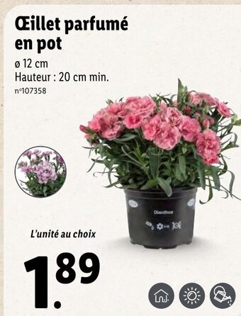 Lidl Œillet parfumé en pot offre