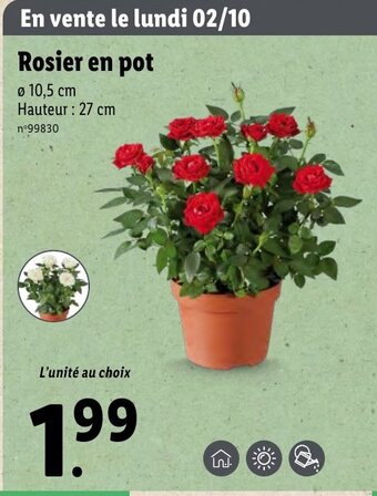 Lidl Rosier en pot offre