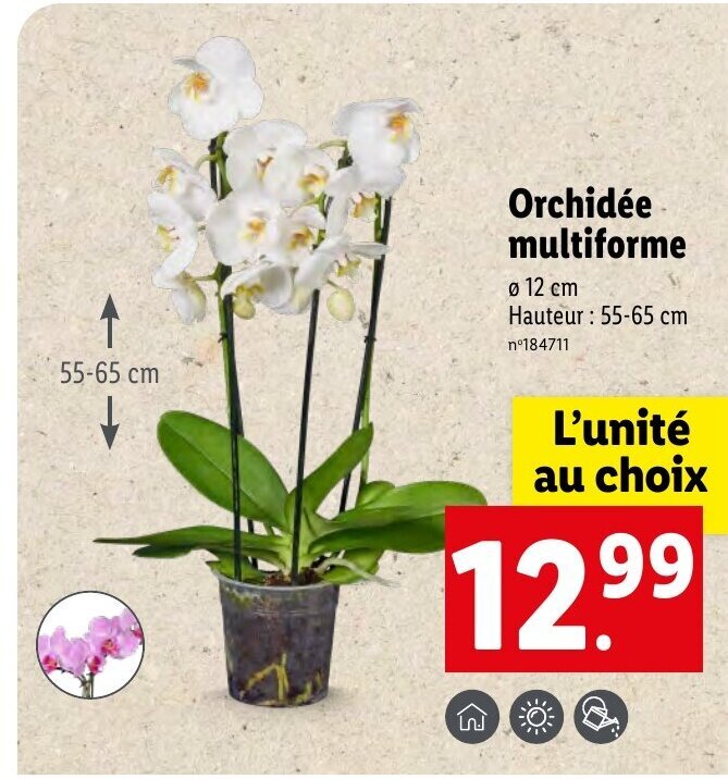 Promo Orchidée multiforme chez Lidl