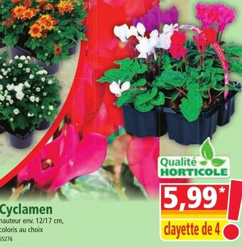Norma Cyclamen offre