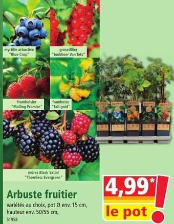 Norma Arbuste fruitier offre
