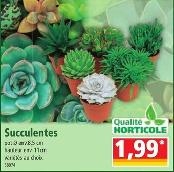 Succulentes