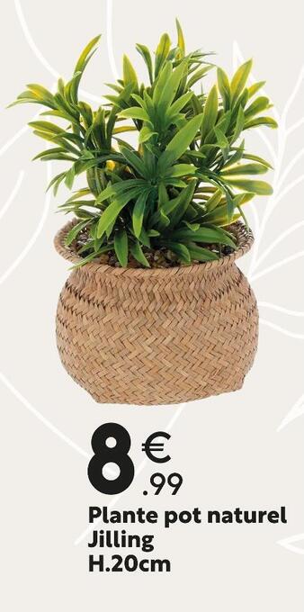 Plante pot naturel jilling h.20cm