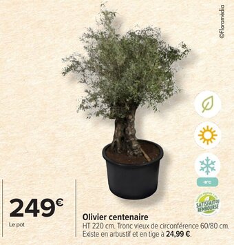 Carrefour Market Olivier centenaire offre