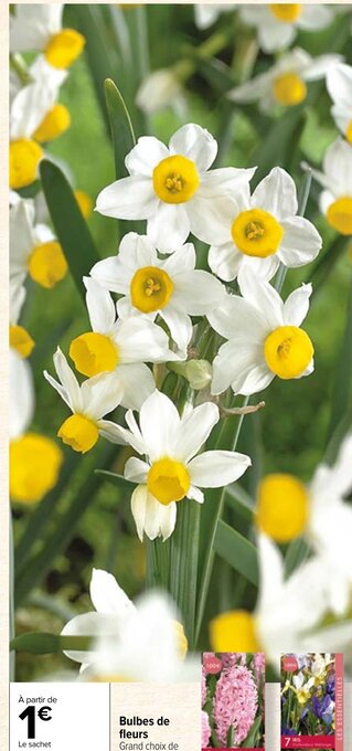 Carrefour Market Bulbes de fleurs offre
