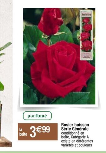 Rosier buisson Série Générale