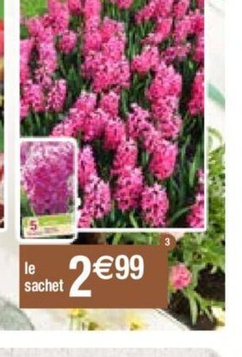 Migros Jacinthe rose foncée offre