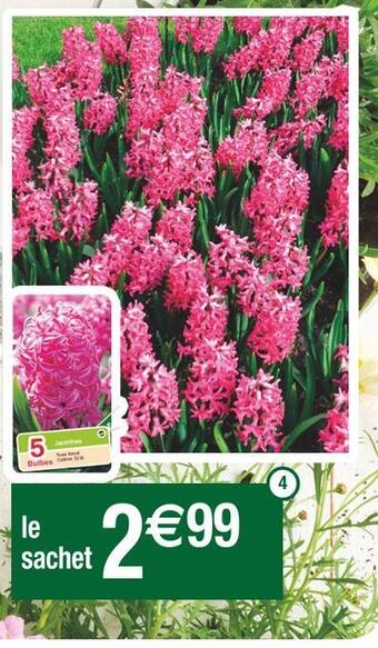 Cora x Carrefour Jacinthe rose foncée offre