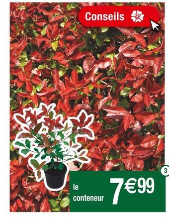 Cora Photinia red robin offre
