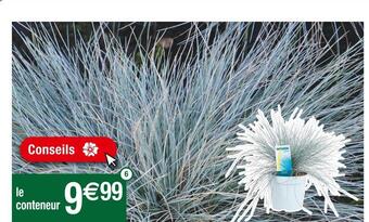 Festuca glauca intense blue