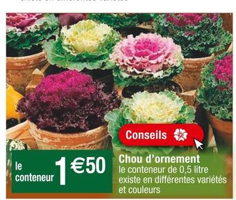Cora Chou d’ornement offre