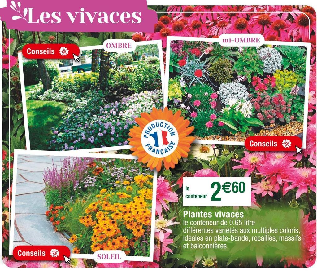 Cora Plantes vivaces offre