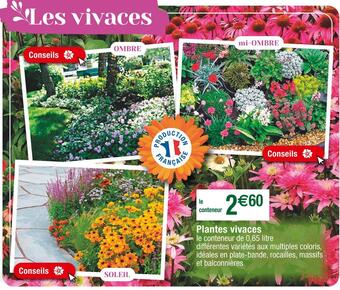 Cora x Carrefour Plantes vivaces offre