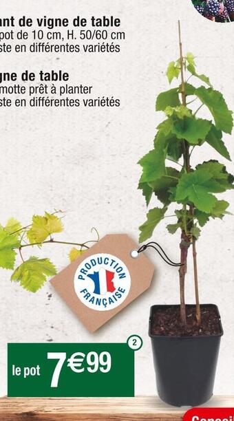 Plant de vigne de table