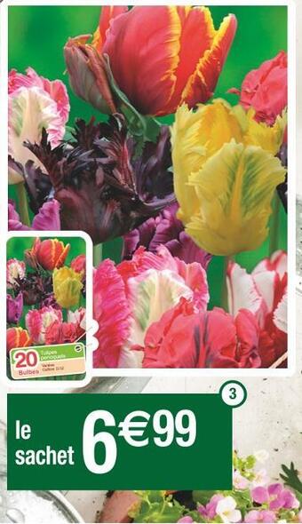 Cora x Carrefour Tulipes perroquets en mélange offre