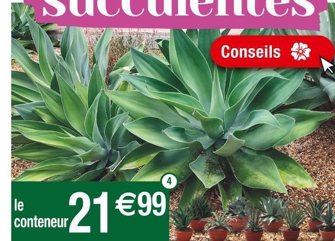 Cora Agave offre
