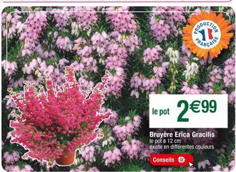 Cora x Carrefour Bruyère erica gracilis offre
