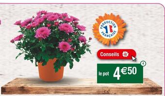 Cora x Carrefour Marguerite d'automne unicolore offre