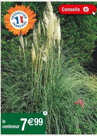 Cora x Carrefour Herbes de la pampa (cortaderia argenteum) offre