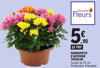 MARGUERITE D'AUTOMNE TRICOLOR