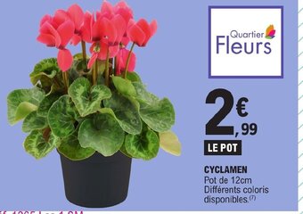 CYCLAMEN