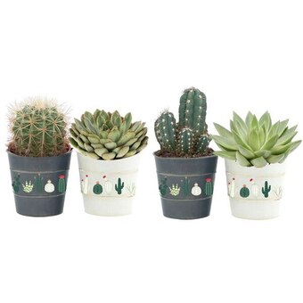 Carrefour Cactus ou succulente offre