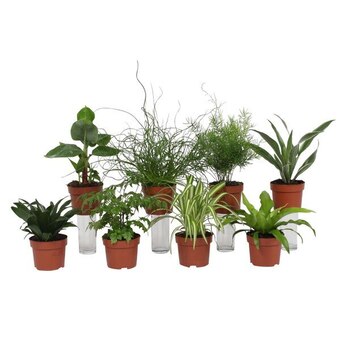 Carrefour Plante verte offre