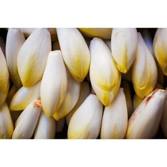 Endives jeunes pousses