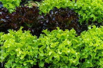 Gamm vert Salade feuille de chêne offre