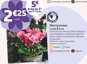 Jardiland Mini cyclamen offre