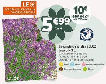 Jardiland Ecloz lavande de jardin offre